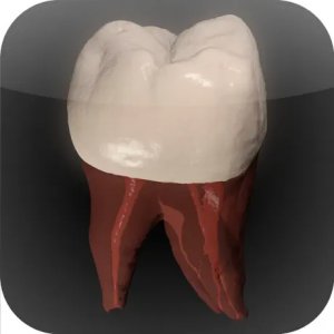 Real Tooth Morphology